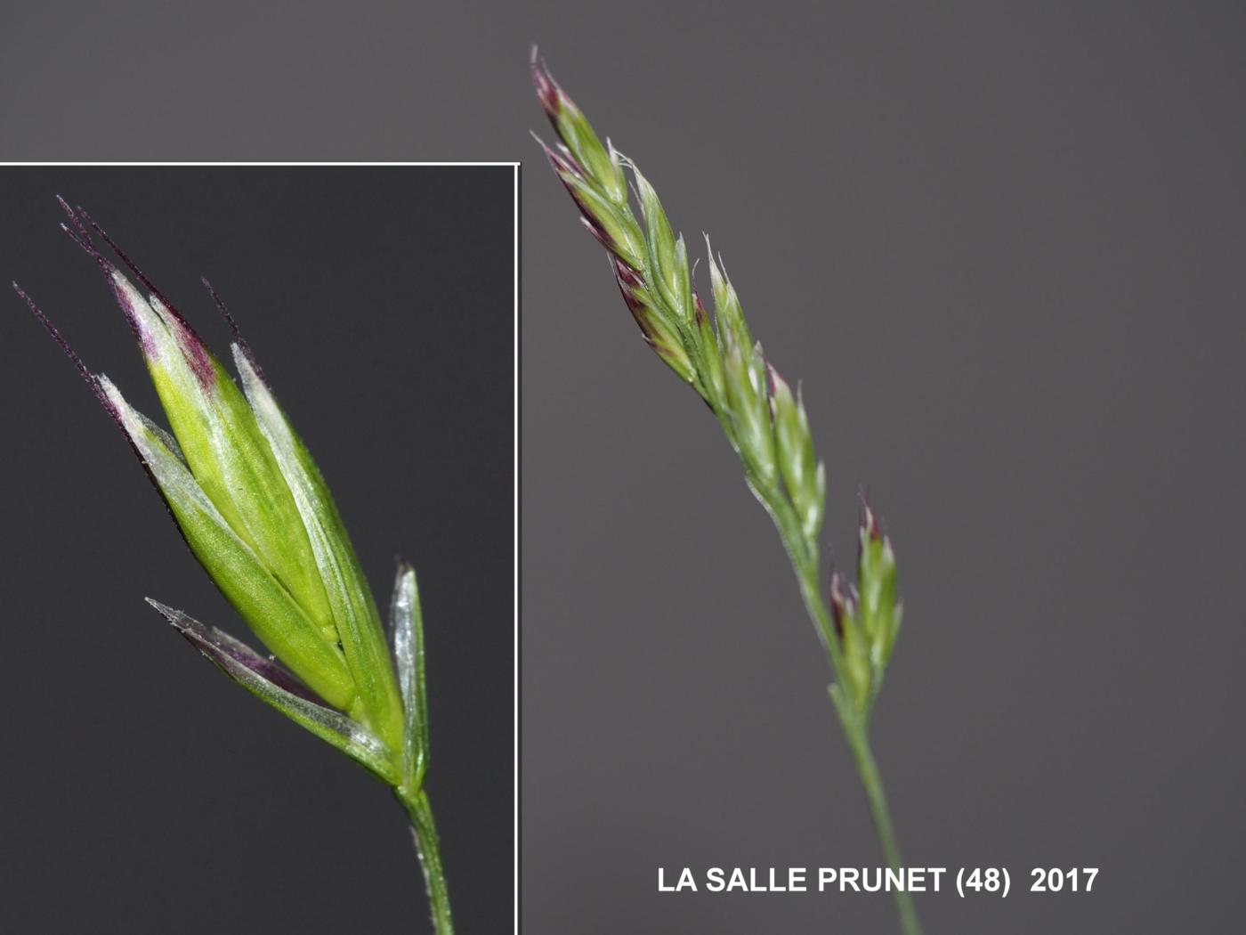 Brome, Upright flower